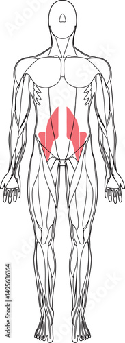 腸腰筋
