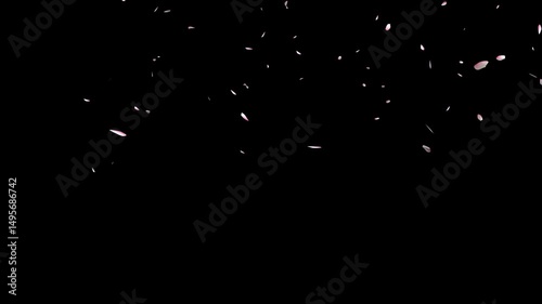 Slow Falling Sakura Petals on Black Background Animation