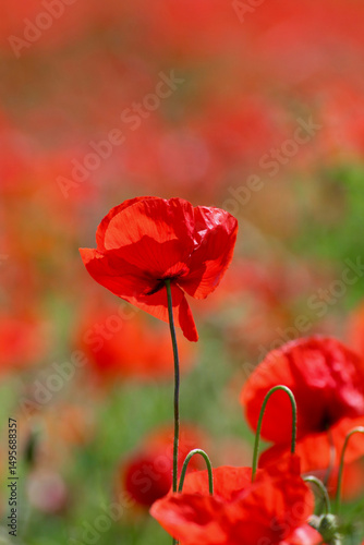 Coquelicot à la lumière du soleil