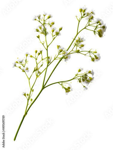 A realistic twig of gypsophila (baby?s breath) flowers with tiny white blossoms, captured in bright lighting, floral decoration element, isolated to transparent background