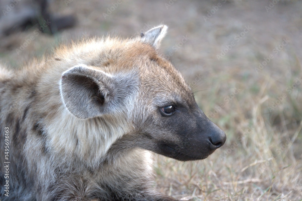 Naklejka premium A hyena cub playing with its mother