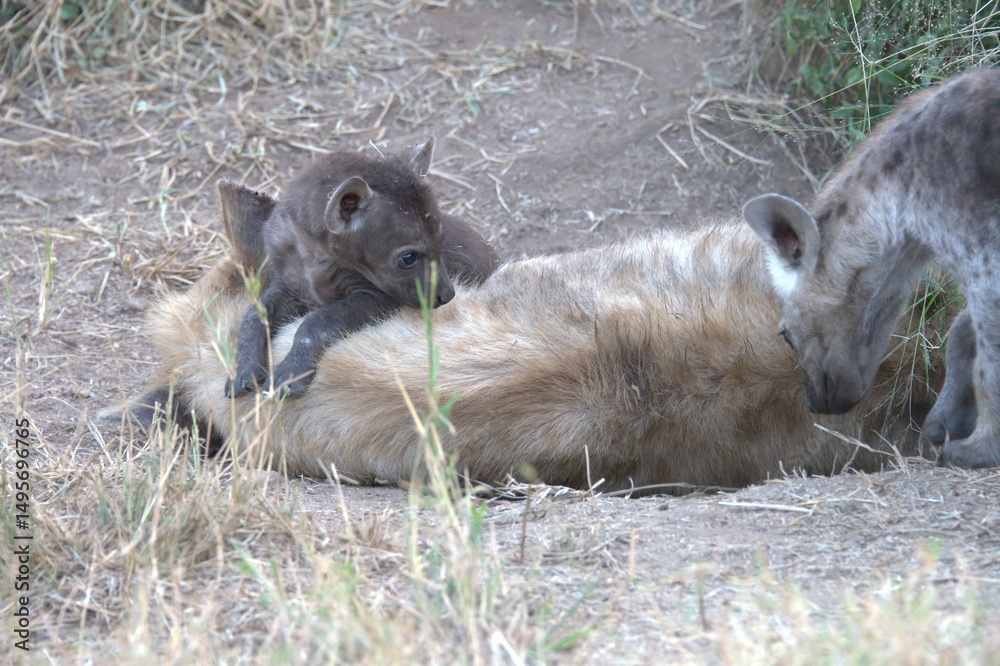 Naklejka premium A hyena cub playing with its mother