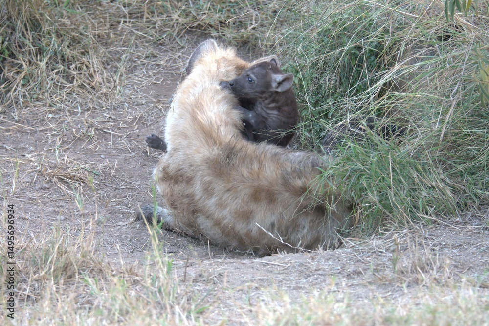 Obraz premium A hyena cub playing with its mother