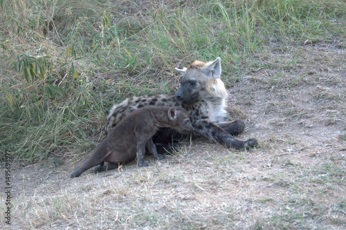 A hyena cub playing with its mother