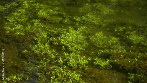 Green aquatic plants sway gently beneath the clear surface of a sunlit river, creating a peaceful and natural underwater scene.