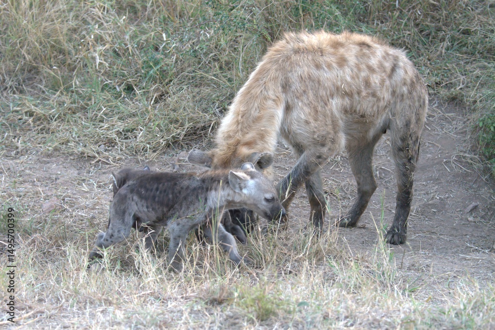 Fototapeta premium A hyena cub playing with its mother