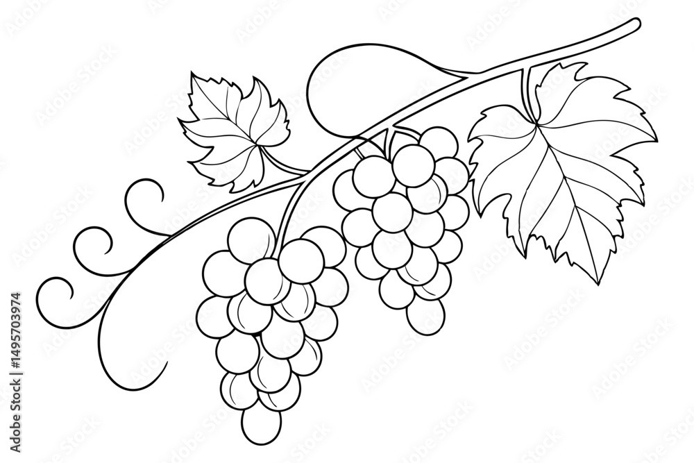 Stylized grape cluster line art sketch