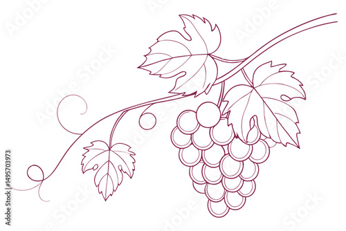 Minimal line drawing of grapes bunch on white background