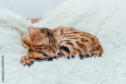 Bengal kitty cat laying on the white fury blanket indoors