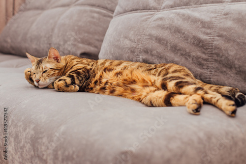 Cute bengal kitty cat laying on sofa indoors