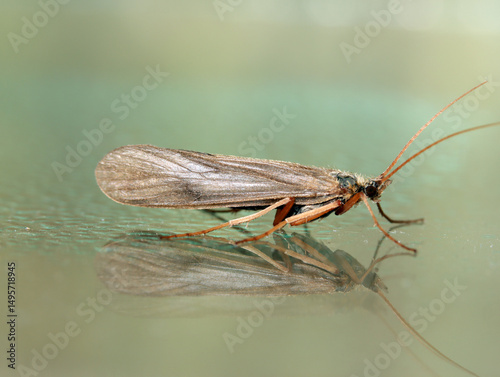 Adult caddisfly (Molanna flavicornis) posing on glass, reflected like on water, pale green bokeh, macro close-up. 