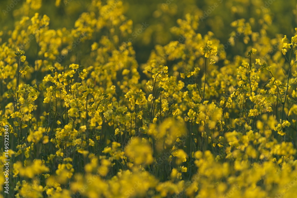 Fototapeta premium 菜の花畑