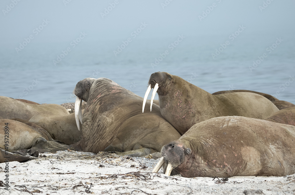 Fototapeta premium Group of Walruses on Coastal Shore