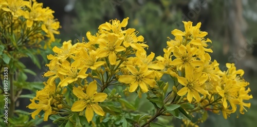 Asymmetrical cluster of vibrant yellow Peltophorum pterocarpum blossoms, uneven distribution , nature, flowers photo