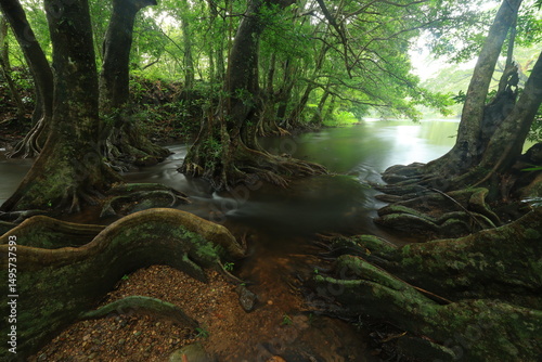 Buttress root of Elaeocarpus grandiflorus in Wang Ta Krai park.
Tambon Hin Tung, Mueang Nakhon Nayok ,THAILAND