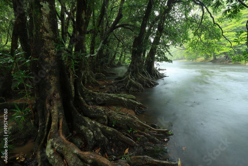 Buttress root of Elaeocarpus grandiflorus in Wang Ta Krai park.
Tambon Hin Tung, Mueang Nakhon Nayok ,THAILAND