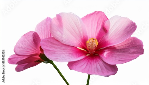 beautiful pink flower isolated on white background with clipping path