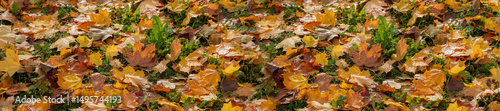 Panorama Colorful Autumn Leaves Scattered Across Grass in a Natural Setting