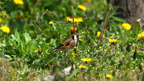 European goldfinch eating a dandelion bud on a sunny spring day on a field of wildflowers