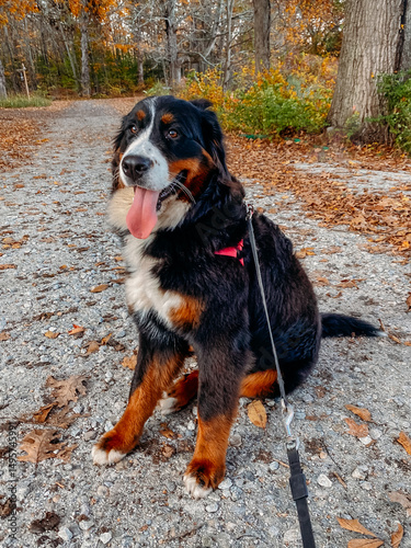 Large fluffy dog on leash sitting on forest trail in autumn photo