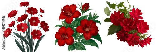 Set of Red flowers botanical Natural images isolated on a transparent background.