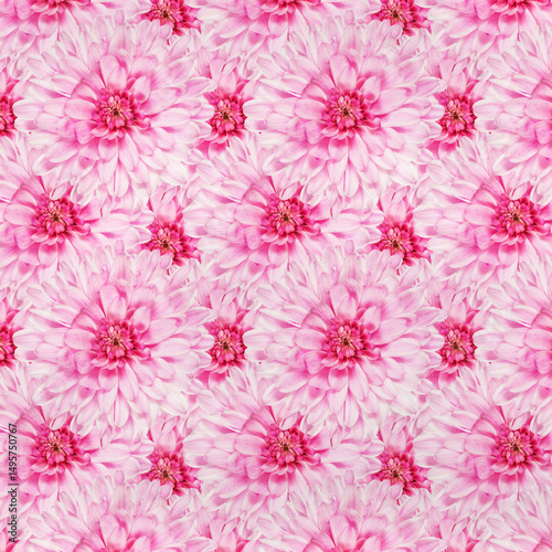 Close-Up of Pink chrysanthemum Flower Petals Creating an Artistic Pattern