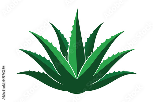 Aloe plant Illustration