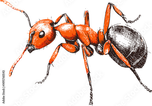 Detailed sketch of a red ant with textured body. Vector illustration