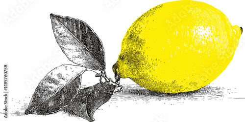 Detailed drawing of a lemon with black and white leaves, vintage style. Vector illustration