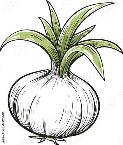 Illustration of a white onion with green leaves on a plain background. Vector illustration