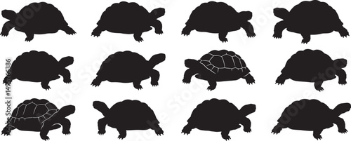 Turtle silhouette vector graphic set of tortoises reptiles isolated on white background for design 100