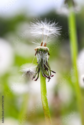 Green field with the remains of white umbrellas, parachutes with dandelion flowers. Close-up of white parachutes on the ground, in the rays of the morning sun. Medicinal plant.