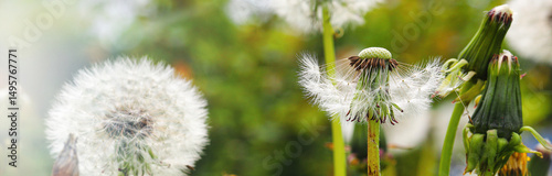 Green field with the remains of white umbrellas, parachutes with dandelion flowers. Close-up of white parachutes on the ground, in the rays of the morning sun. Medicinal plant.
