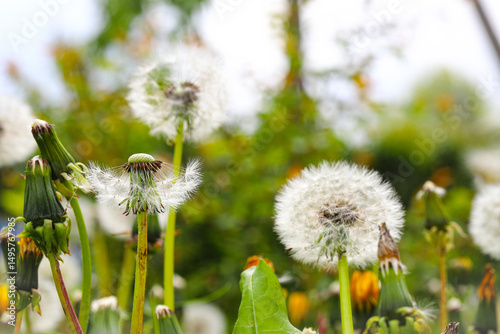 Green field with the remains of white umbrellas, parachutes with dandelion flowers. Close-up of white parachutes on the ground, in the rays of the morning sun. Medicinal plant.