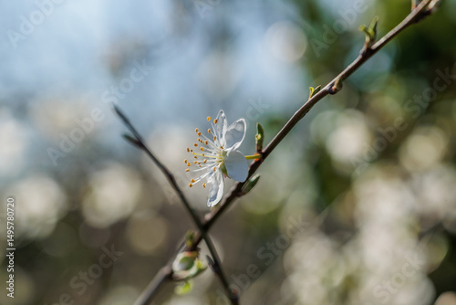 vista macro di un piccolo fiore dai petali bianchi, su un ramo, coi germogli verdi, su sfondo sfuocato e dai colori chiari