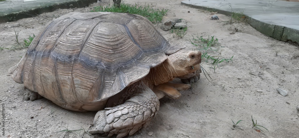 Fototapeta premium Large Tortoise Resting on Sandy Ground in Natural Habitat Under Soft Light with Grass and Stones Surrounding