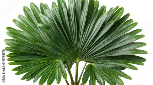 Vibrant Green Palm Frond Isolated on White Background
