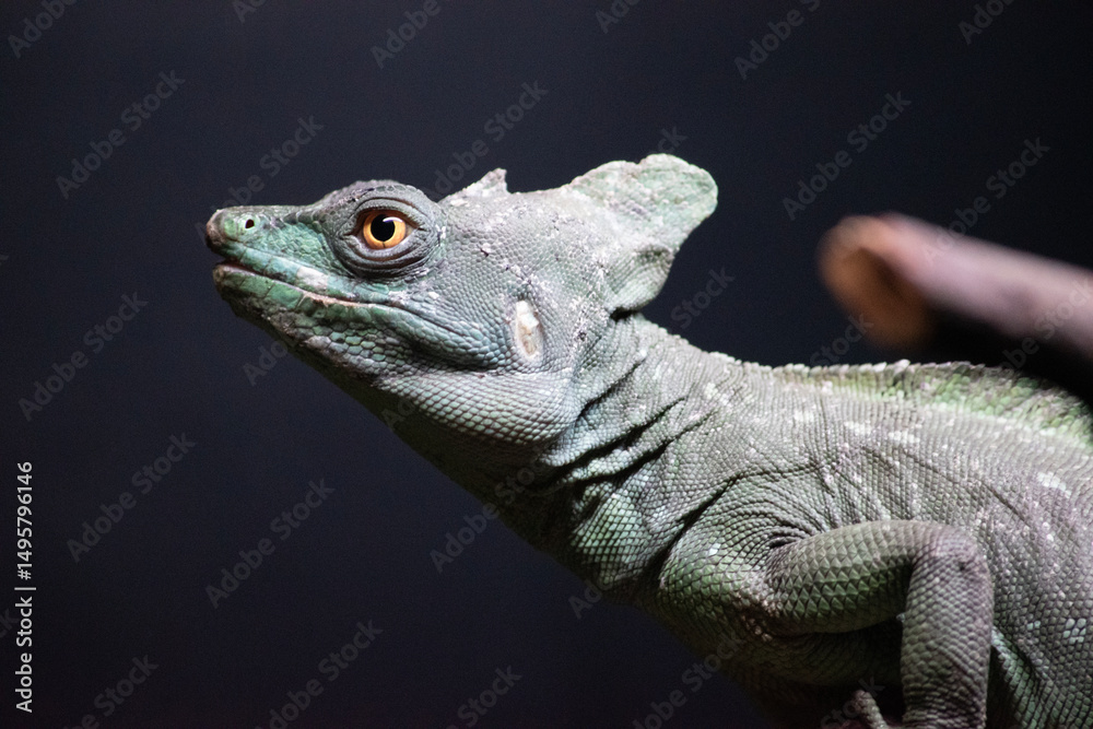 Fototapeta premium The basilisk's skin is covered with small granular scales, and its body is laterally compressed