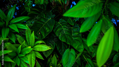Fresh green leaves, glistening with morning dew and sunlight, thrive in the garden's embrace