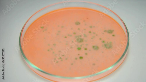 Time-lapse of bacterial colony growth in petri dish with orange agar, captured in sterile lab setting