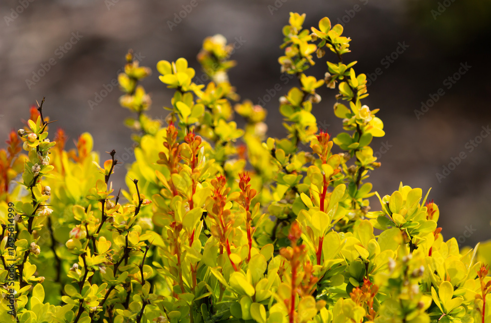 Fototapeta premium Close up yellow flowers of Japanese barberry, Thunberg's barberry, or red barberry (Berberis thunbergii) barberry family (Berberidaceae). Spring, April Netherlands.
