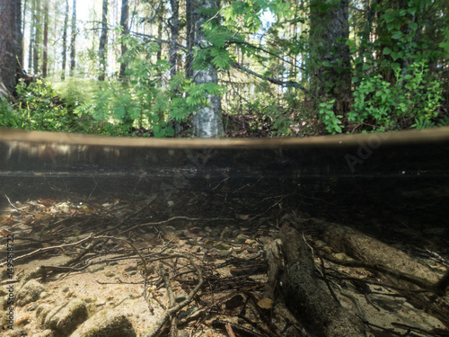 Split shot of lake underwater and forest above water surface