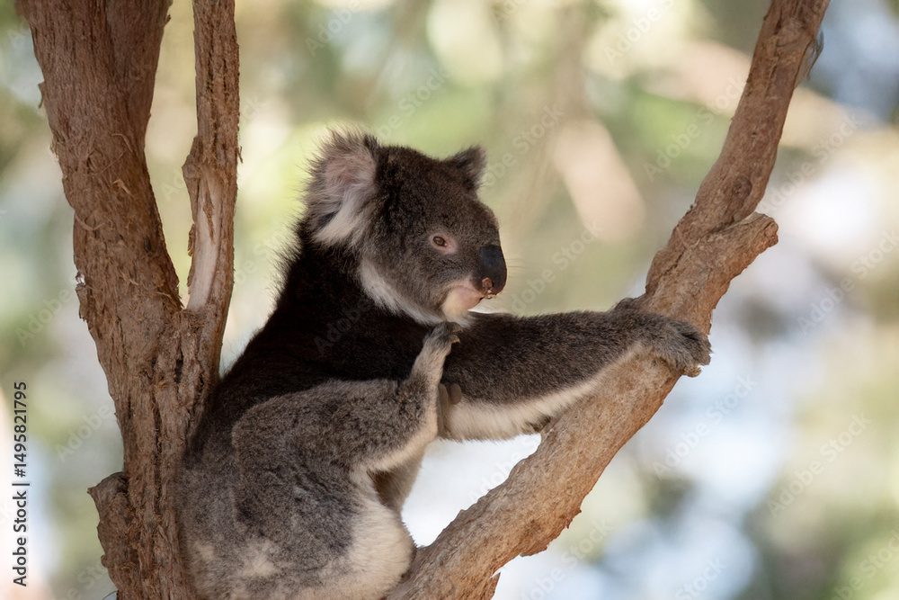 Fototapeta premium the koala is in the fork of a tree having a scratch