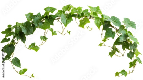 Fresh green ivy vine arching over a white background.