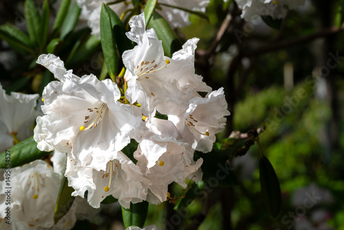 Rhododendron Flower, Showboat Variety