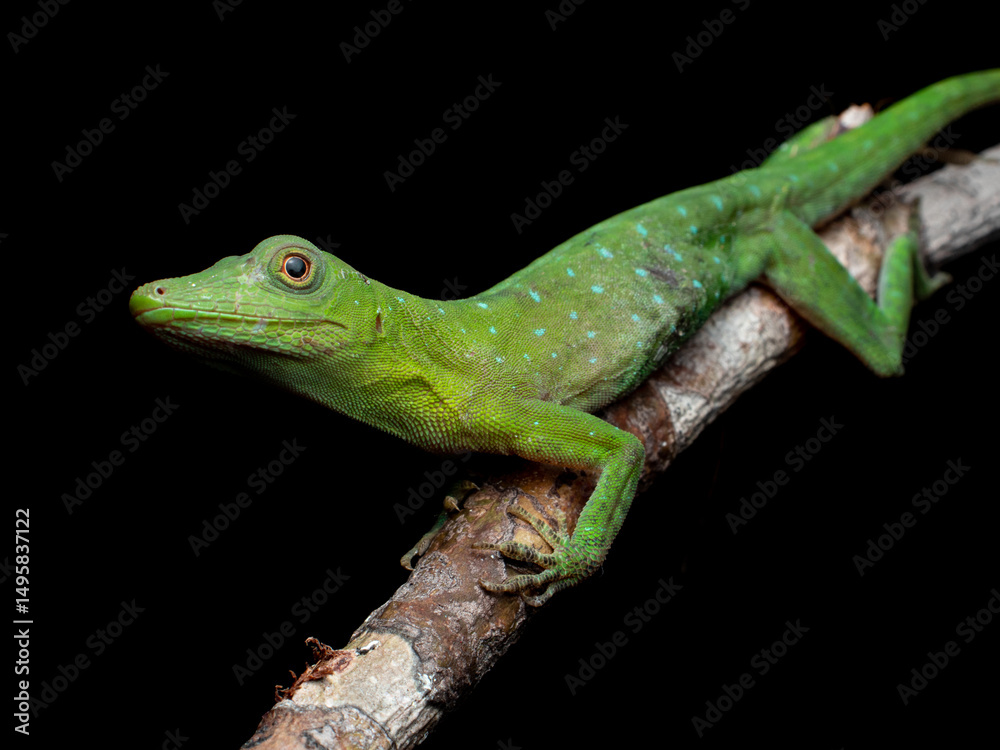 Fototapeta premium Dactyloa punctata, Papa-vento