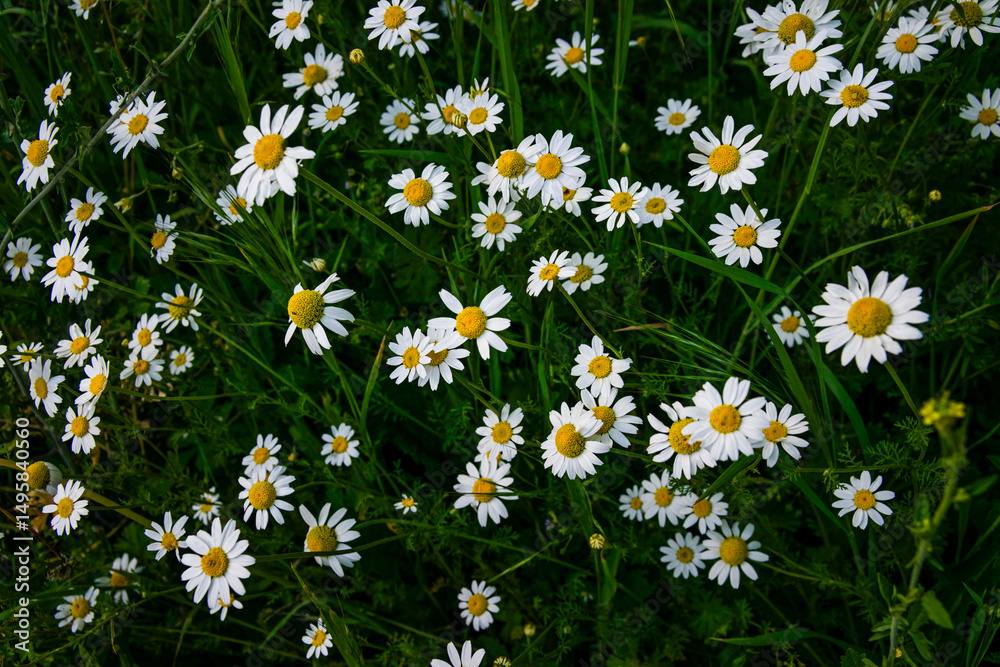Fototapeta premium Wild Chamomile Flowers (Matricaria chamomilla) Blooming in Meadow – Medicinal Plant Macro
