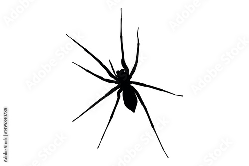 Vector art of Black spider silhouette isolated on white background