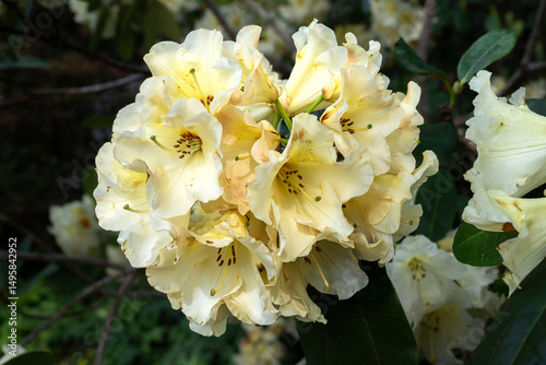 Rhododendron Flower, Horizon Monarch Variety