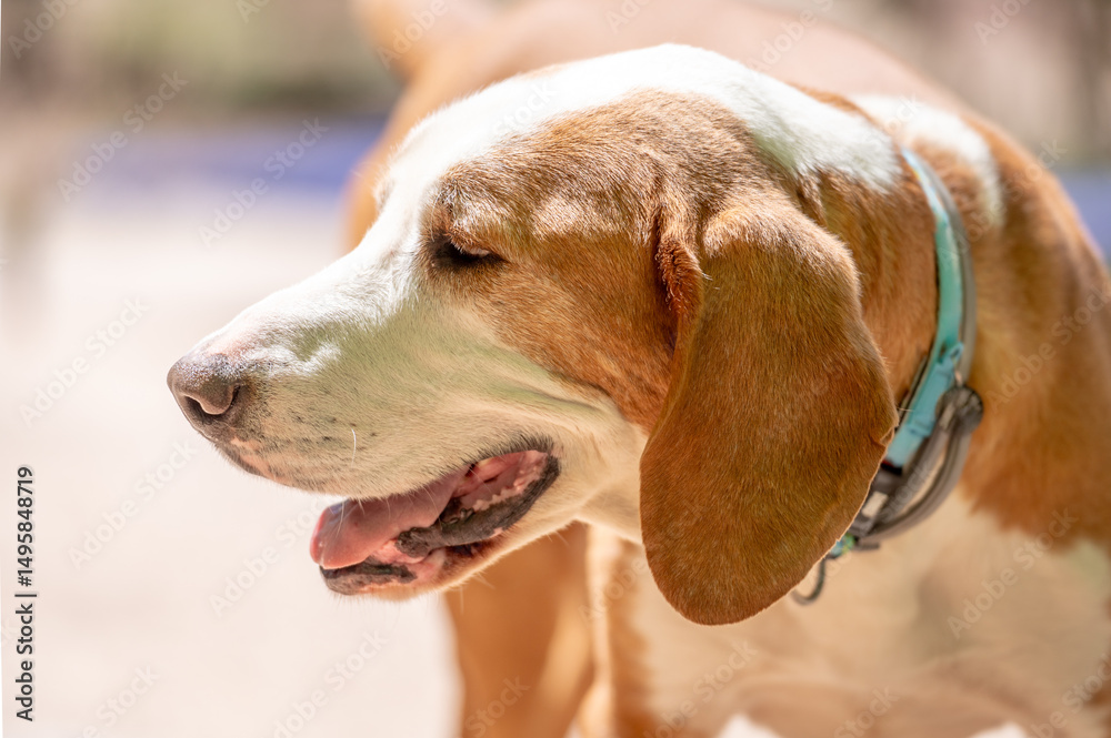 Portrait of an old and visually impaired dog from the shelter for elderly, disabled dogs and dogs with special needs Portrait of an old and visually impaired dog from the shelter for elderly, disabled dogs and dogs with special needs